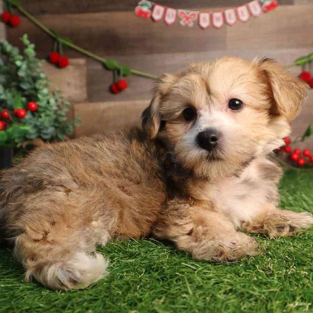 carousel pet images