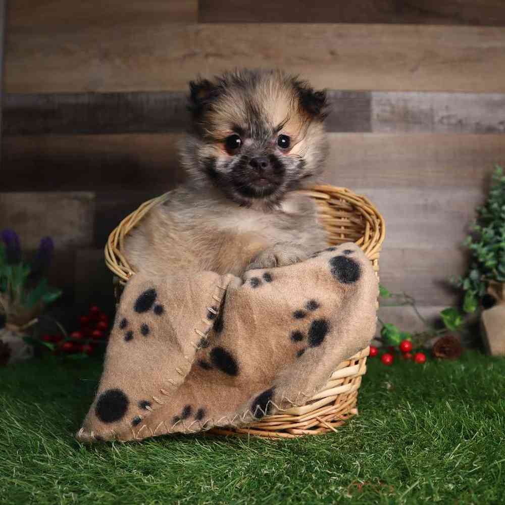 Female Shiranian Puppy for Sale in Blaine, MN