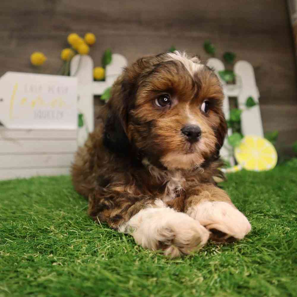 Male Shipoo Puppy for Sale in Blaine, MN