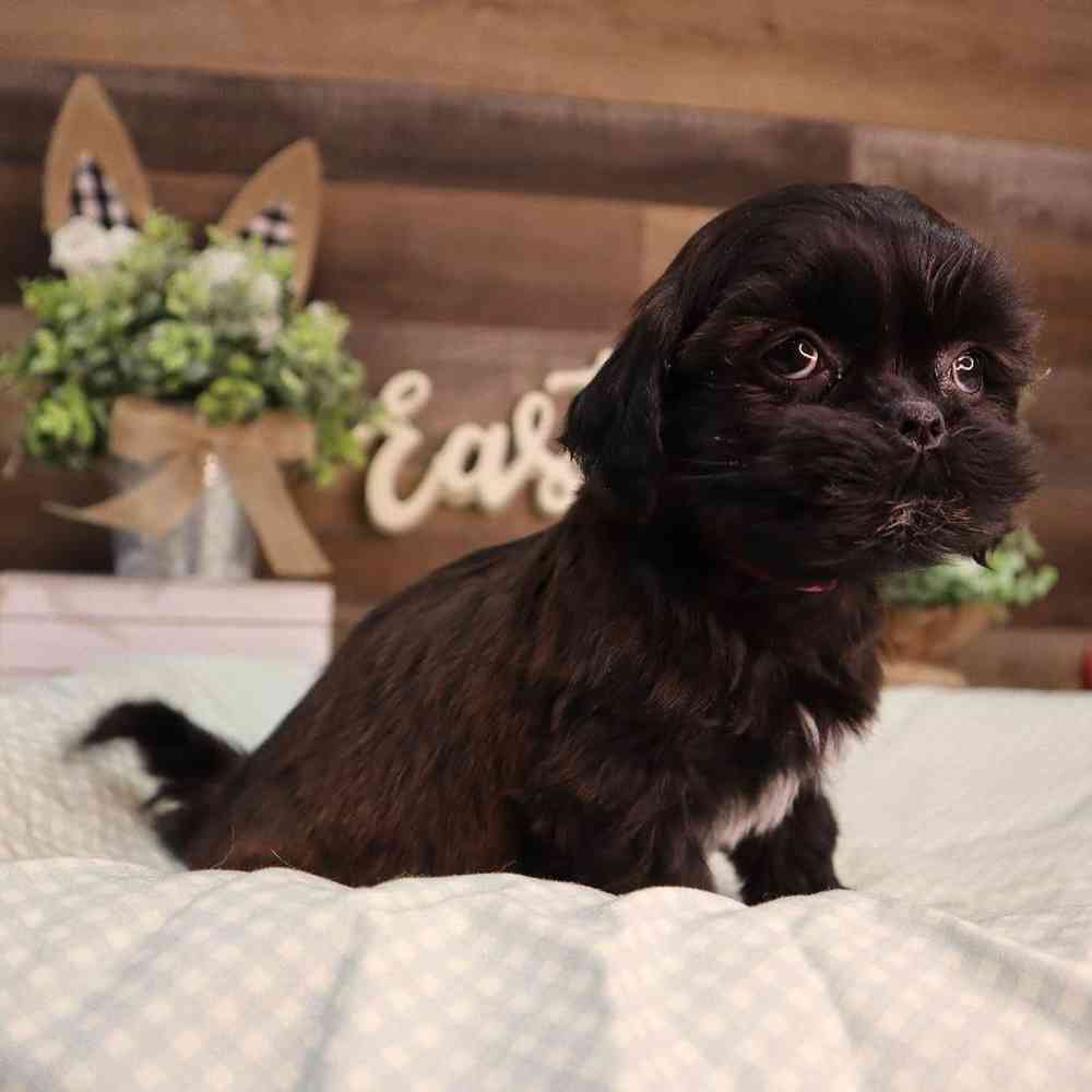 carousel pet images