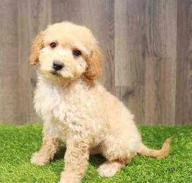Cavapoo