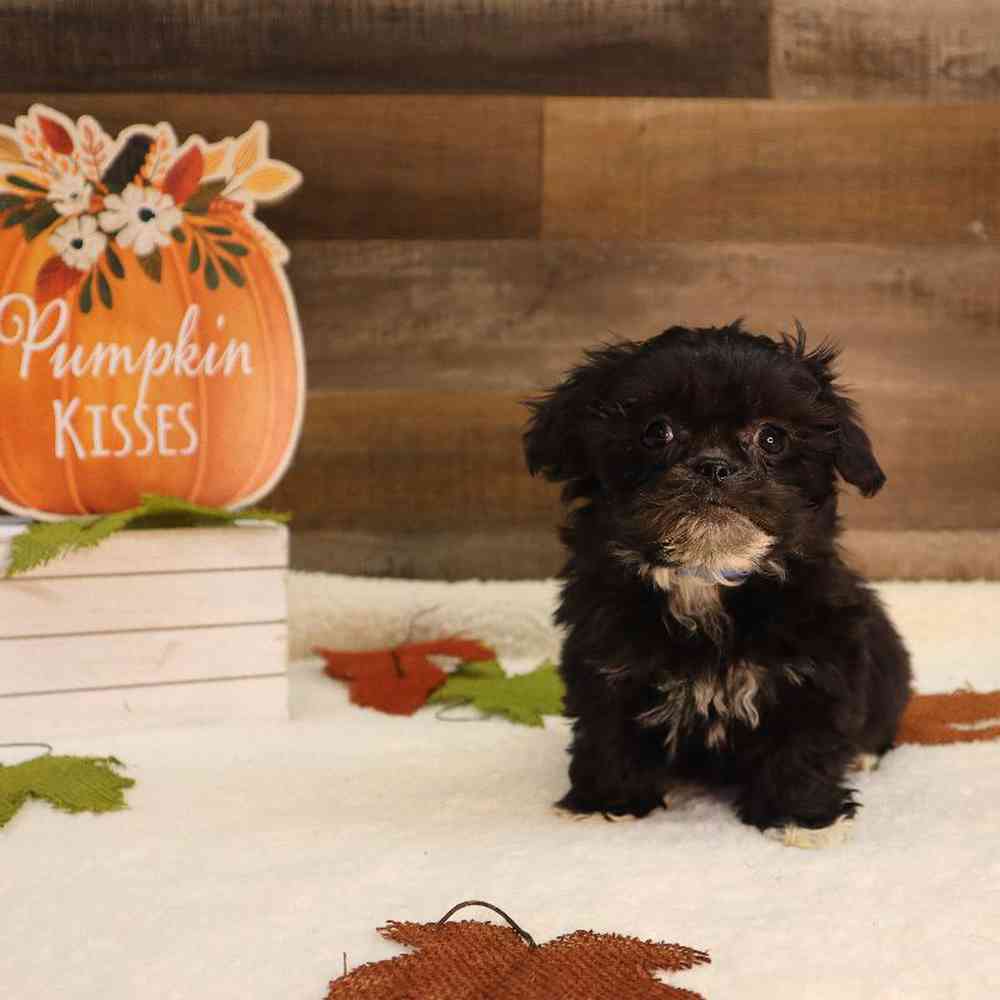 Male Teddy Bear Puppy for sale