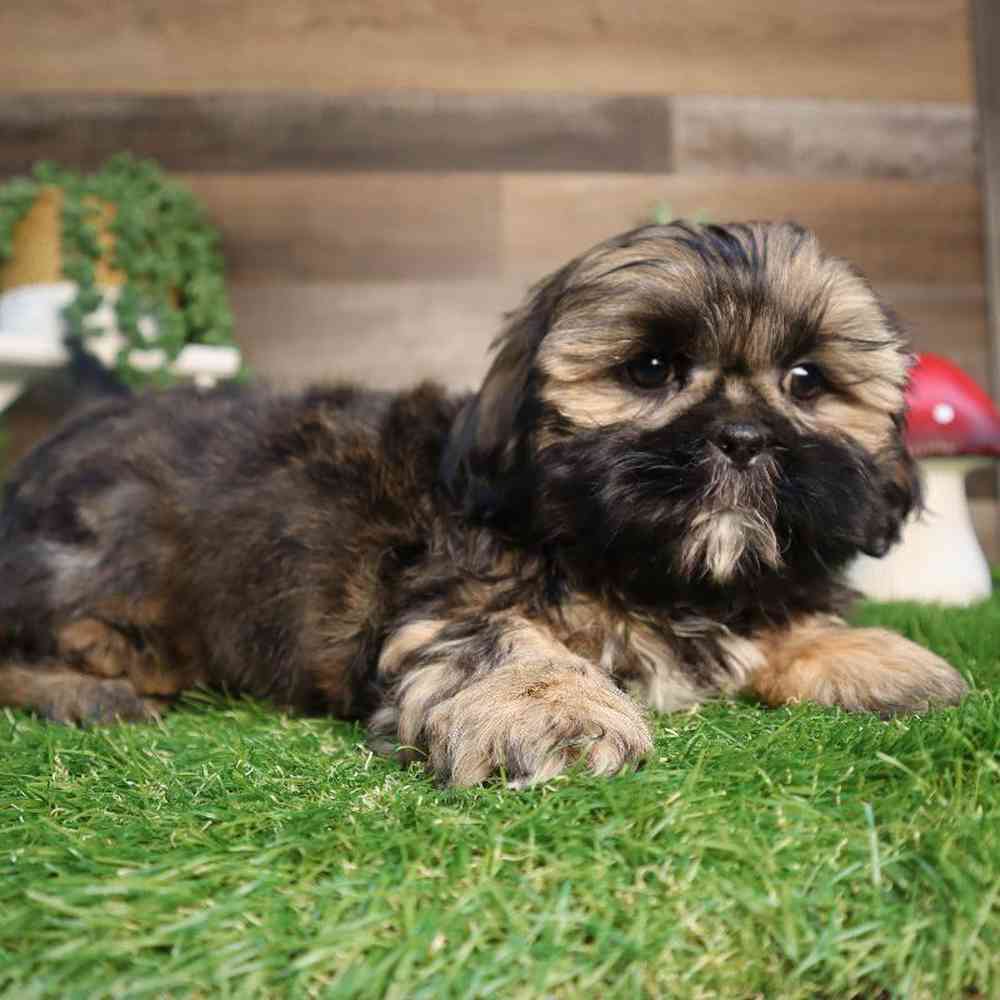 Male Shih Tzu Puppy for Sale in Blaine, MN