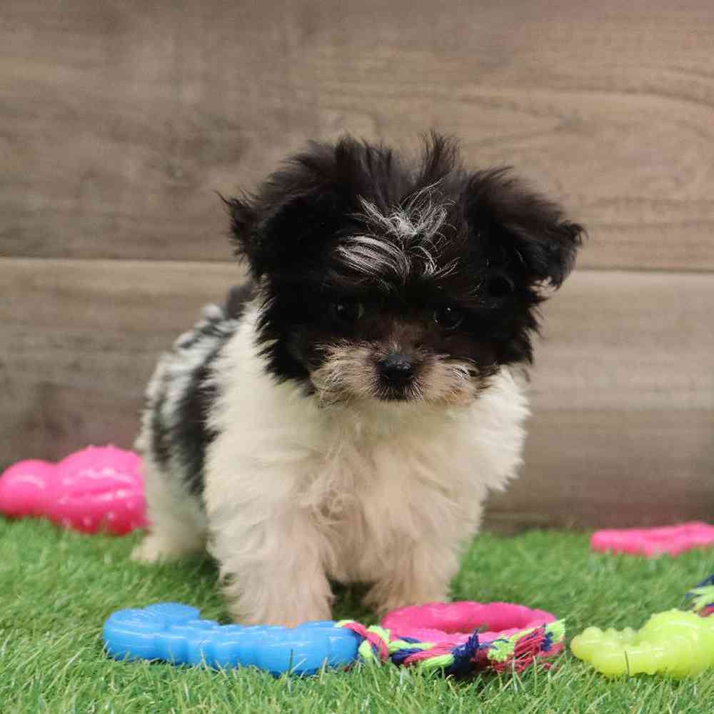 carousel pet images