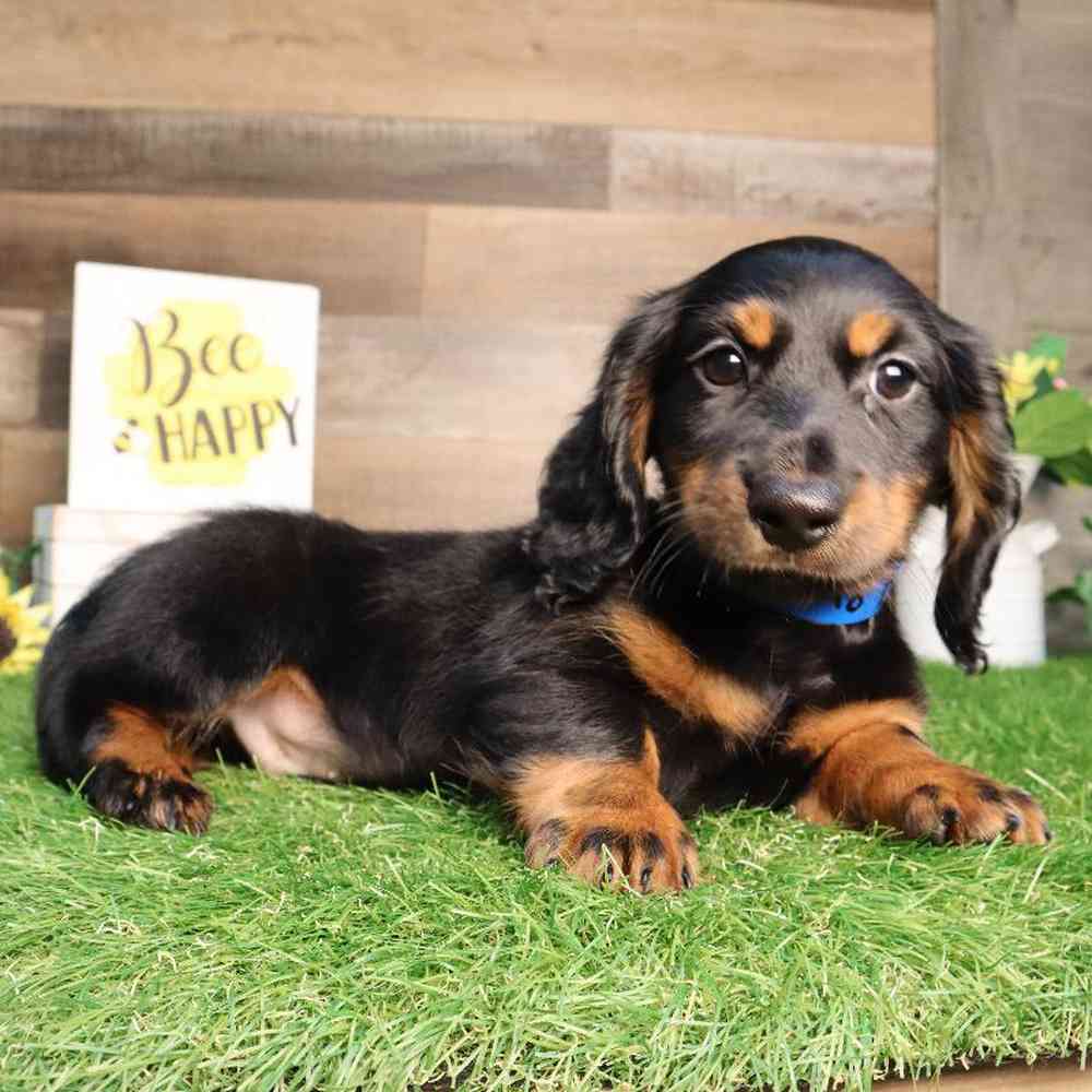 Male Dachshund Puppy for Sale in Blaine, MN