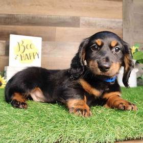 Dachshund