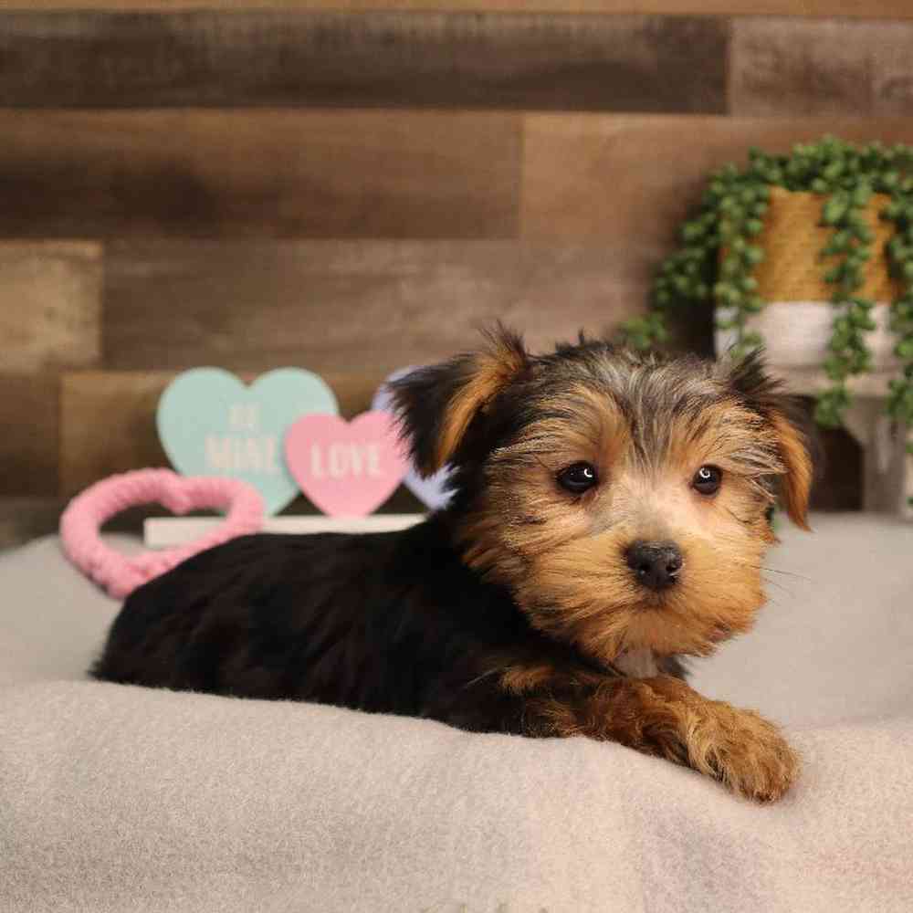 Male Yorkshire Terrier Puppy for Sale in Blaine, MN