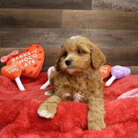 Cavapoo