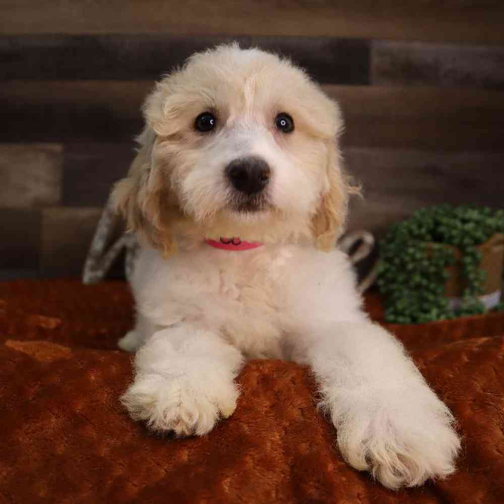 carousel pet images