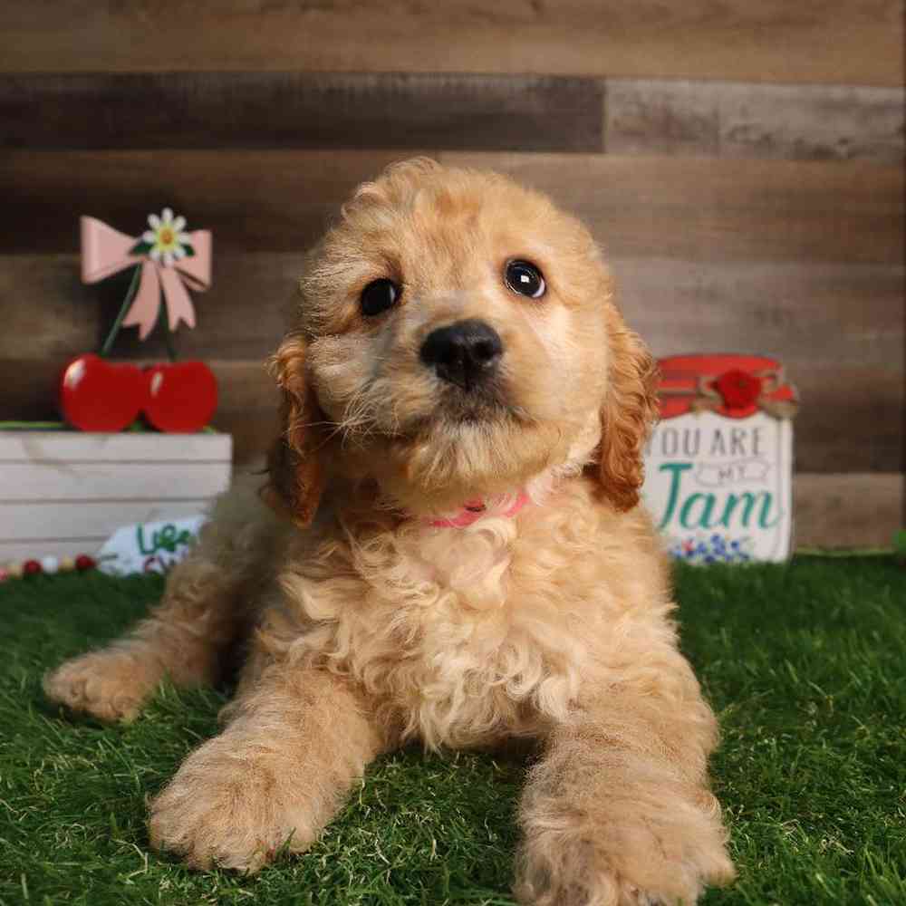 carousel pet images