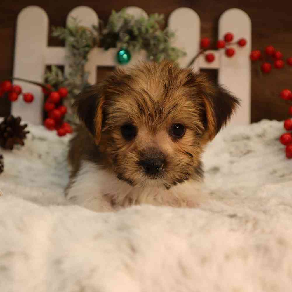 Male Shorkie Puppy for Sale in Blaine, MN