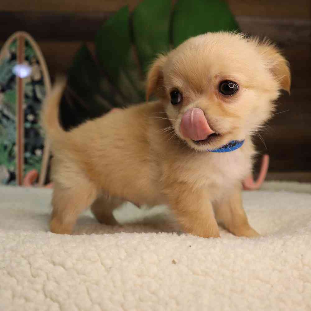 Male Chihuahua Puppy for Sale in Blaine, MN