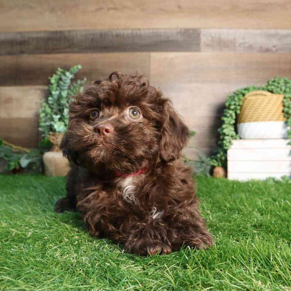 carousel pet images