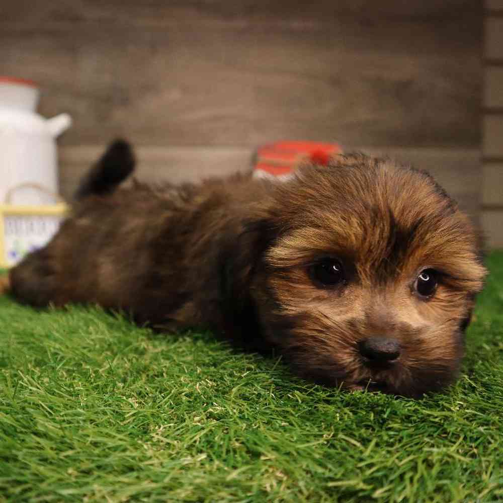 carousel pet images