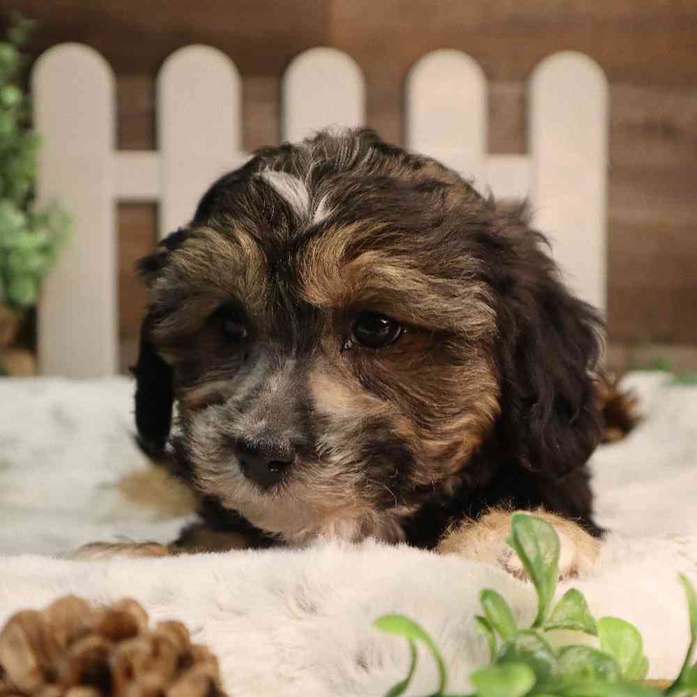 Female ShorkieChon Puppy for Sale in Blaine, MN