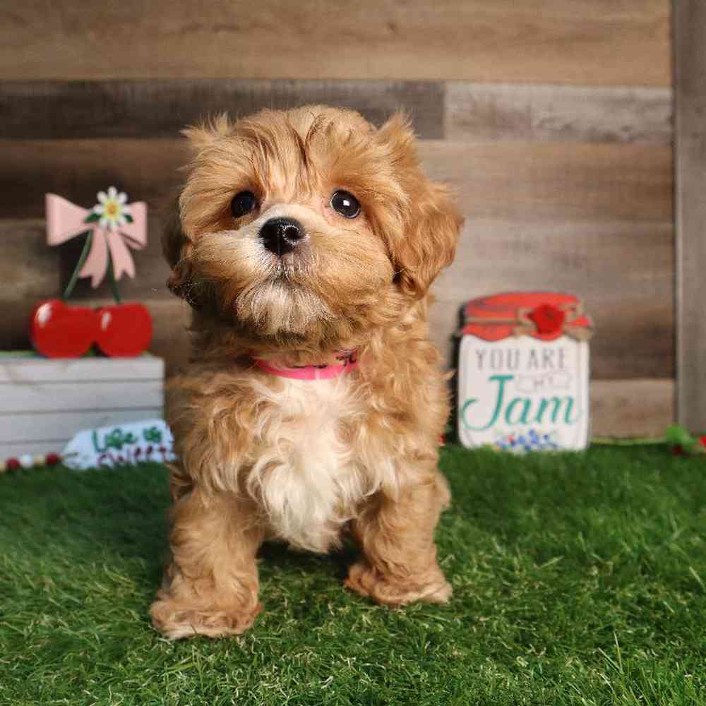 carousel pet images