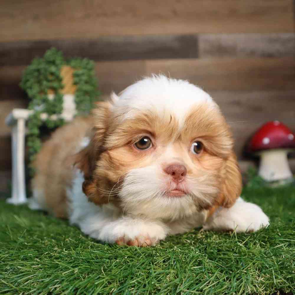 Female Shih Tzu Puppy for Sale in Blaine, MN