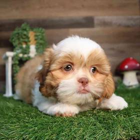 Shih Tzu