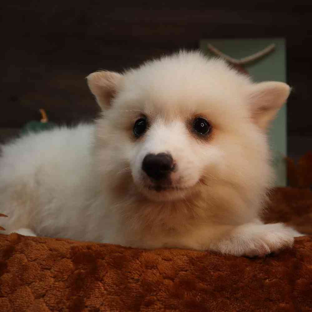 carousel pet images