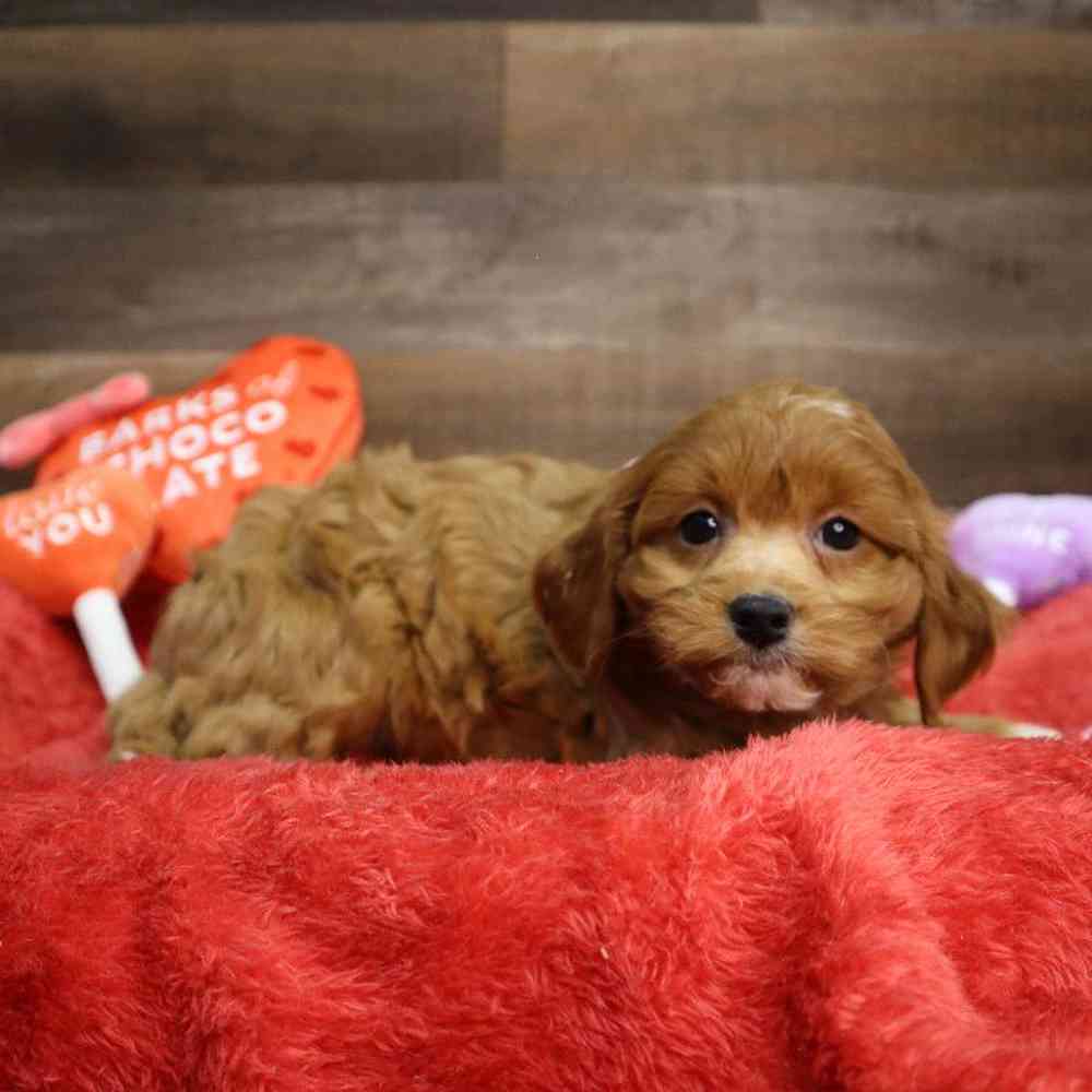 Female Cavapoo Puppy for Sale in Blaine, MN