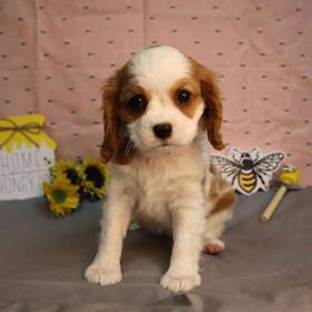 Cavalier King Charles Spaniel