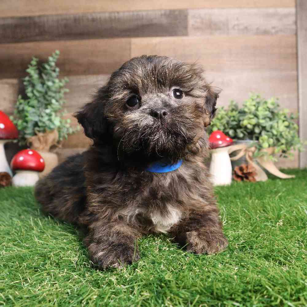 Male Shipoo Puppy for Sale in Blaine, MN