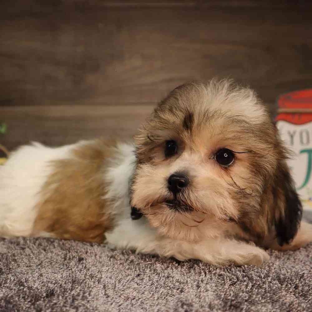 carousel pet images