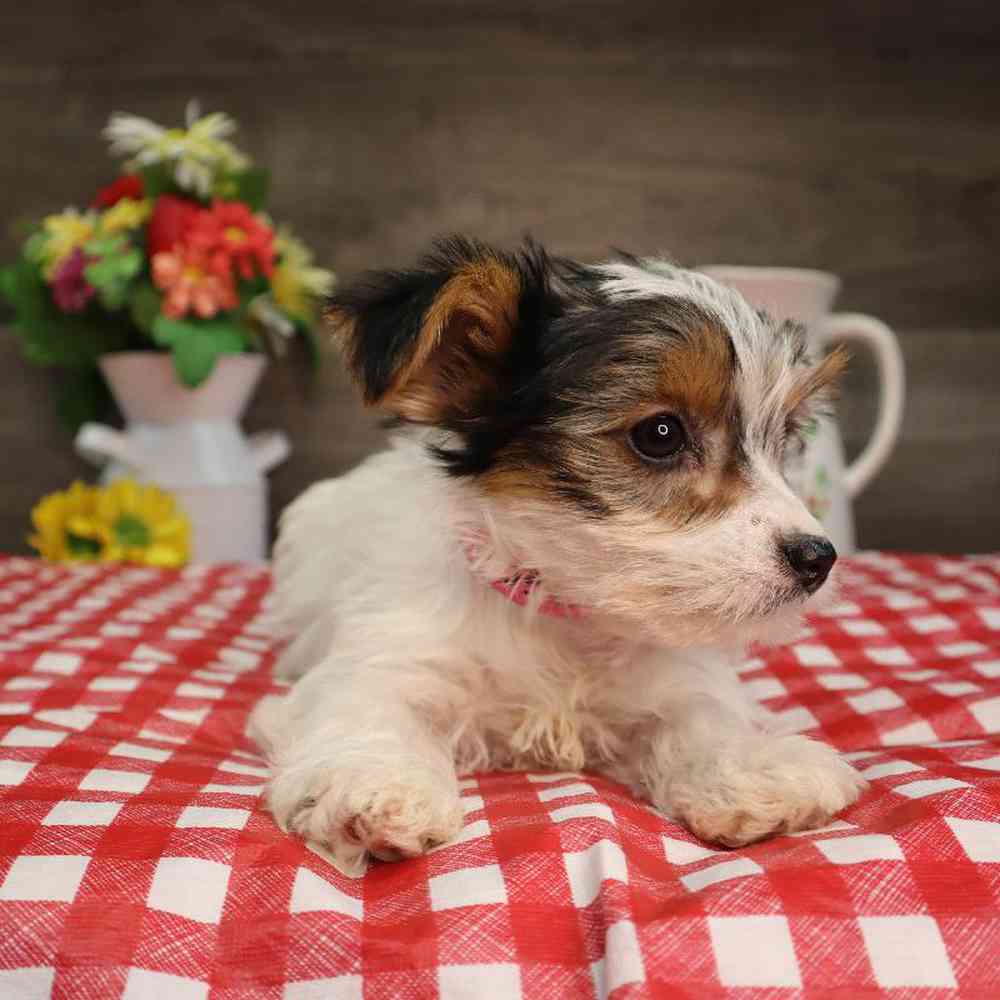 Female Yorkshire Terrier Puppy for Sale in Blaine, MN
