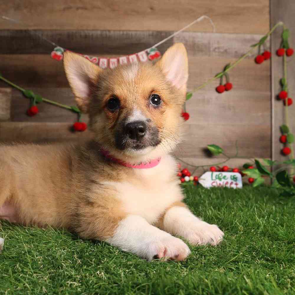 carousel pet images