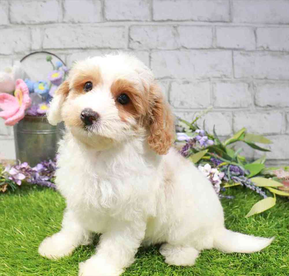 carousel pet images