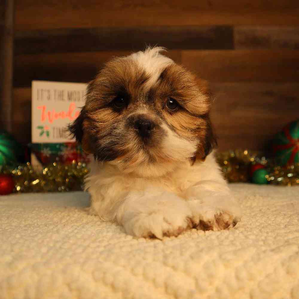 carousel pet images