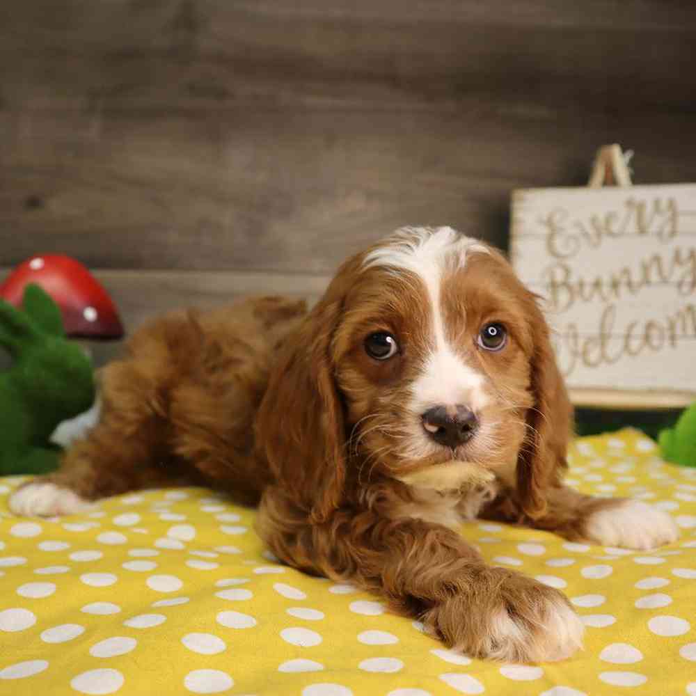 carousel pet images