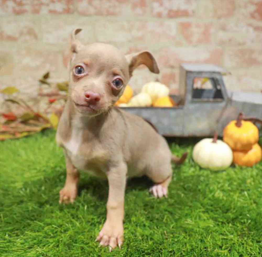 carousel pet images