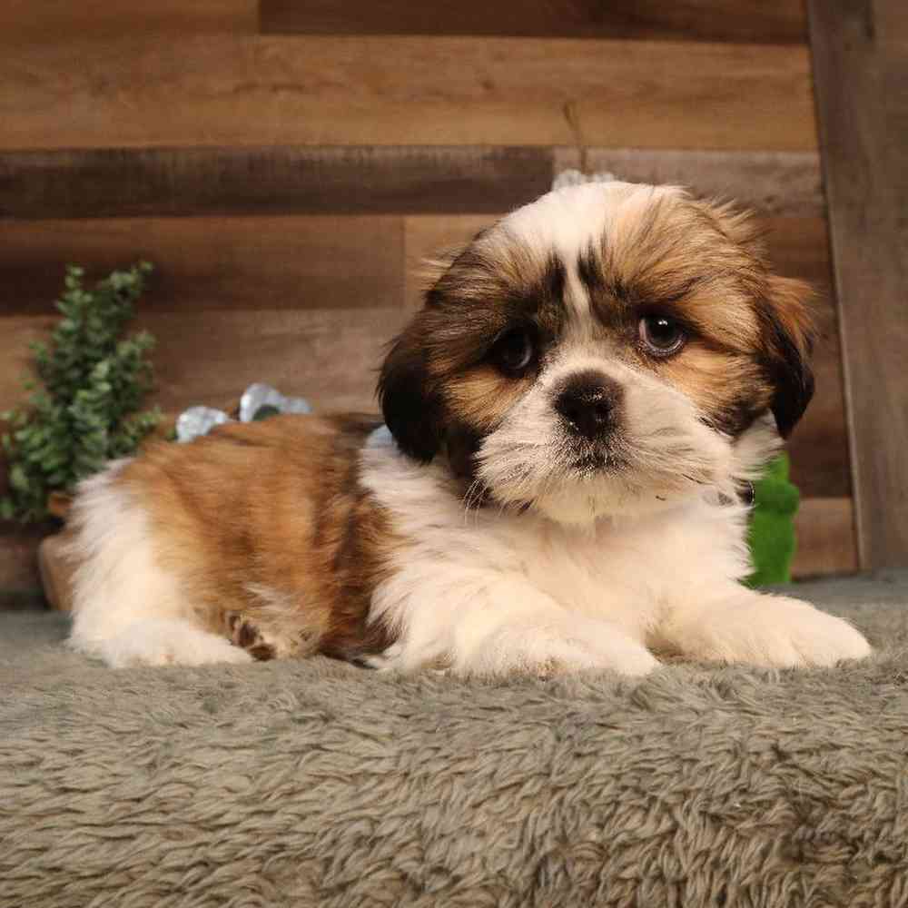 carousel pet images