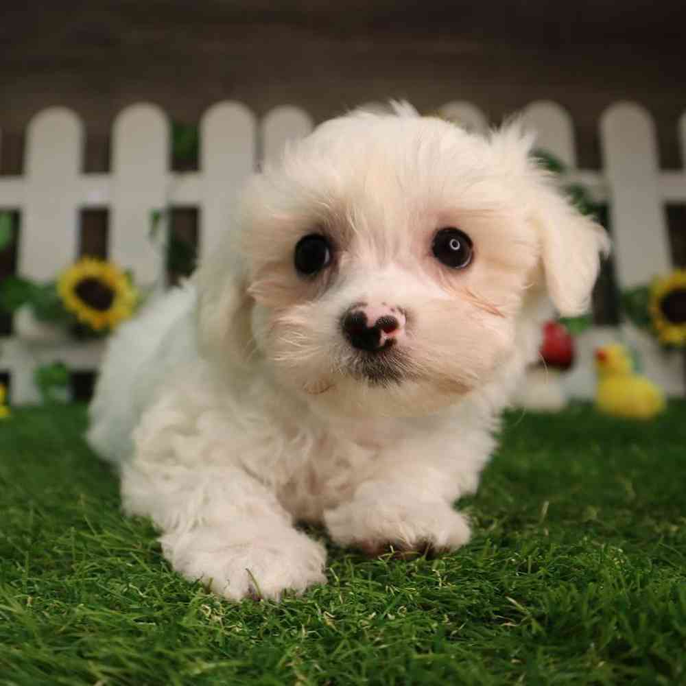 Male Maltese Puppy for Sale in Blaine, MN