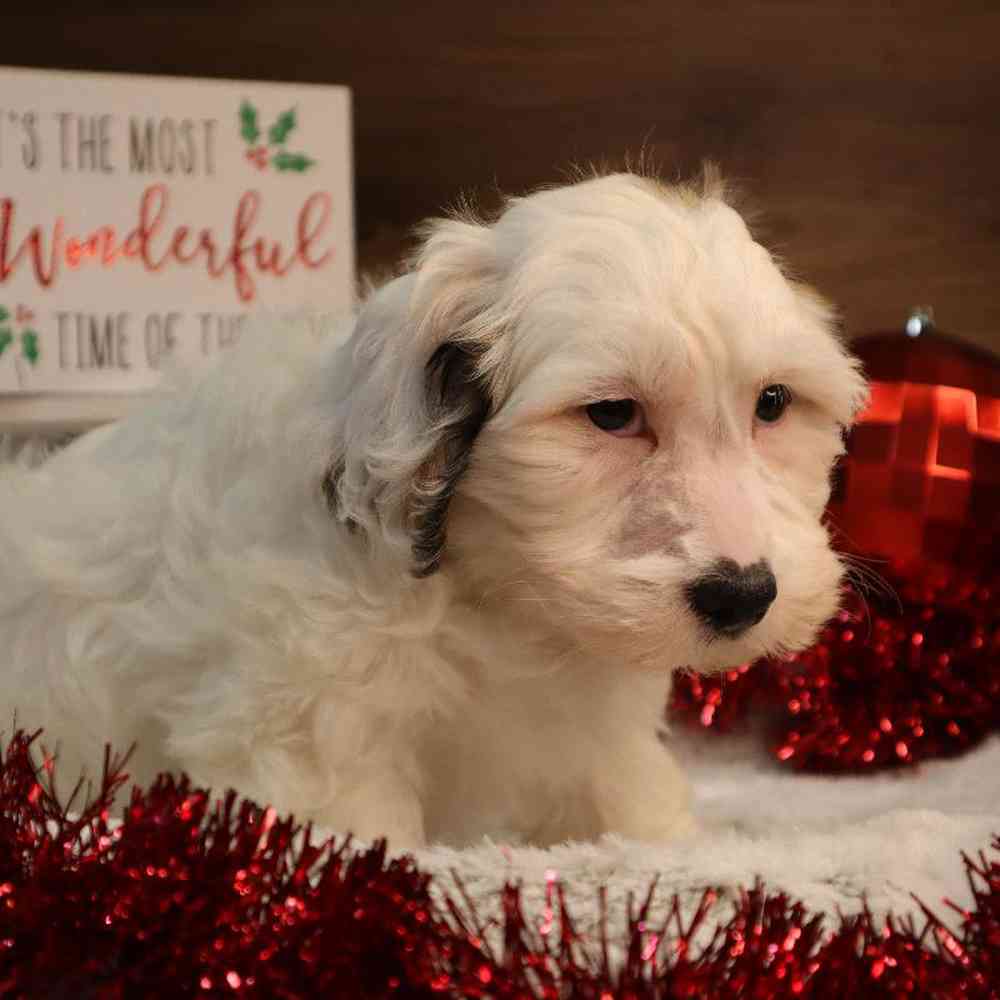 carousel pet images