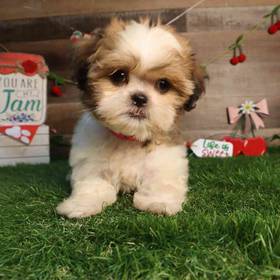 Shih Tzu