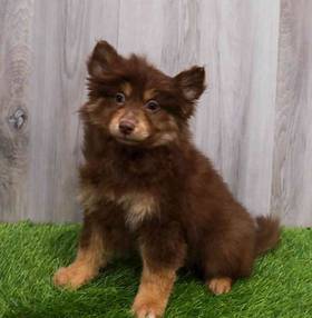 Pomsky