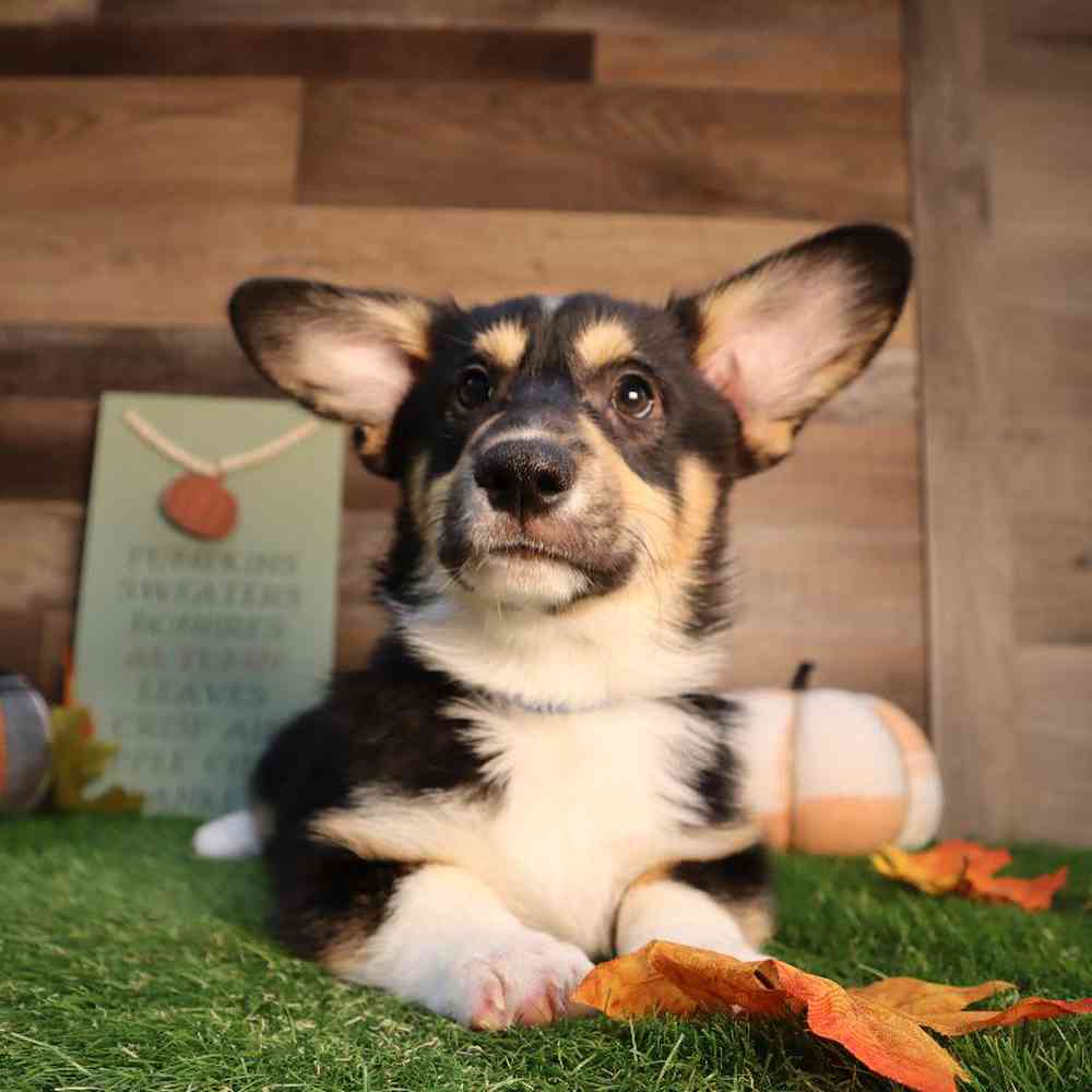 carousel pet images