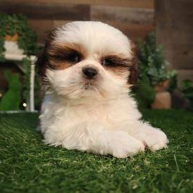 Shih Tzu