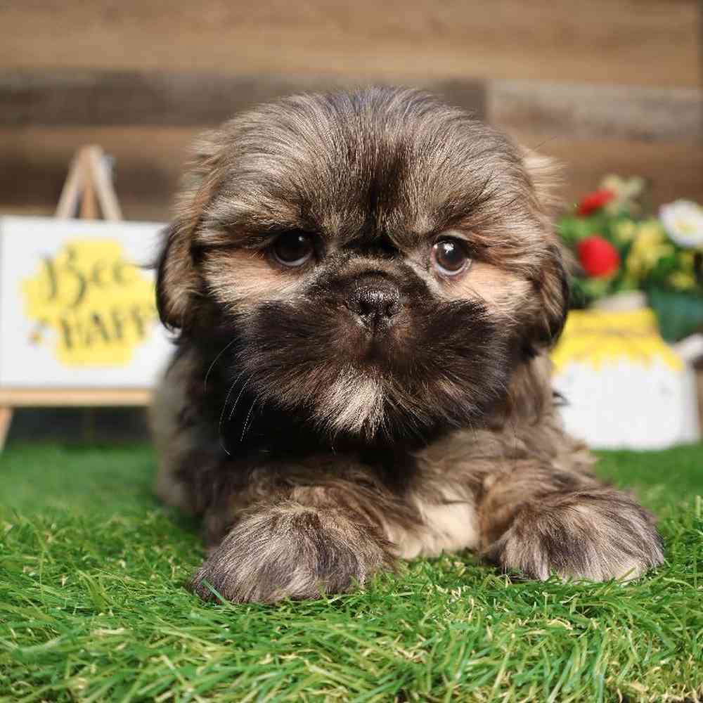 carousel pet images