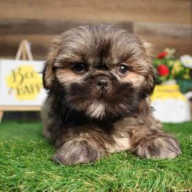 Shih Tzu