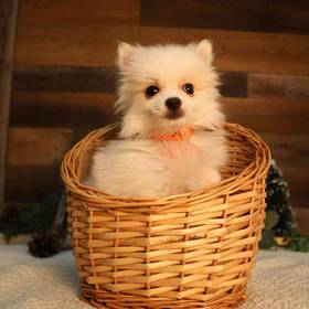 Pomeranian