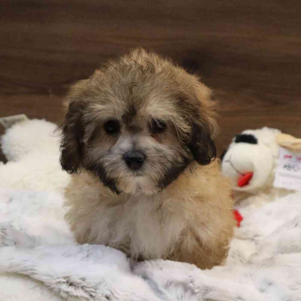 Male Teddy Bear Puppy for sale