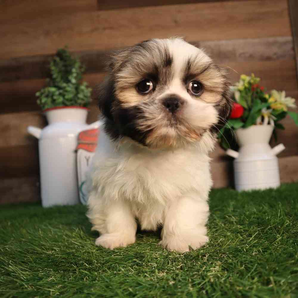 Male Shih Tzu Puppy for Sale in Blaine, MN
