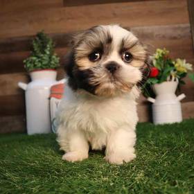 Shih Tzu