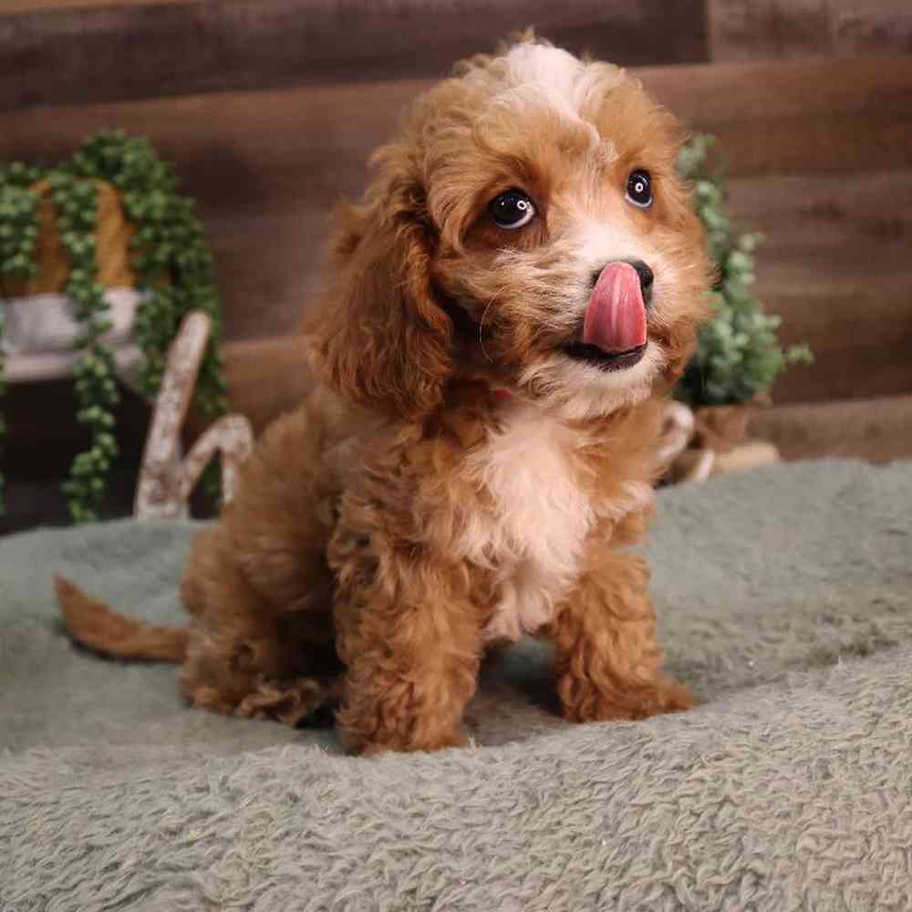 carousel pet images