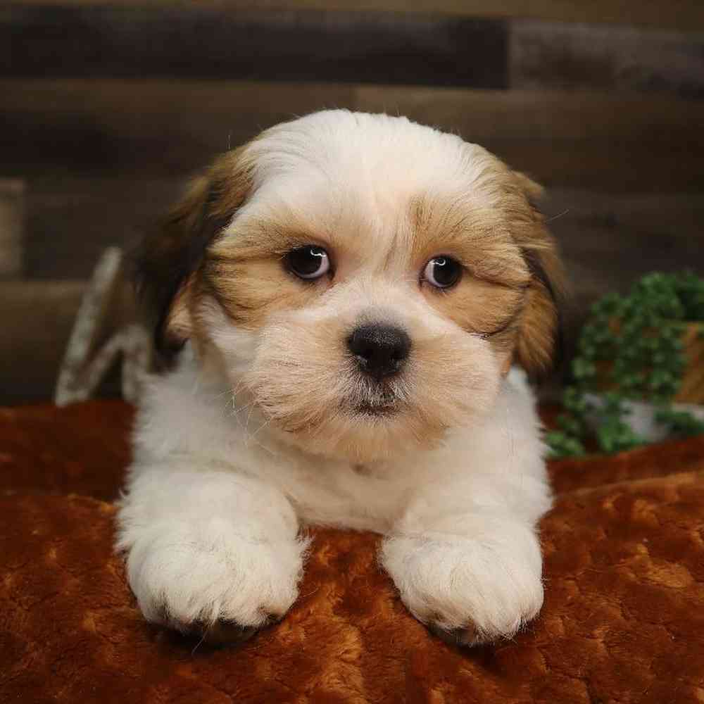 carousel pet images