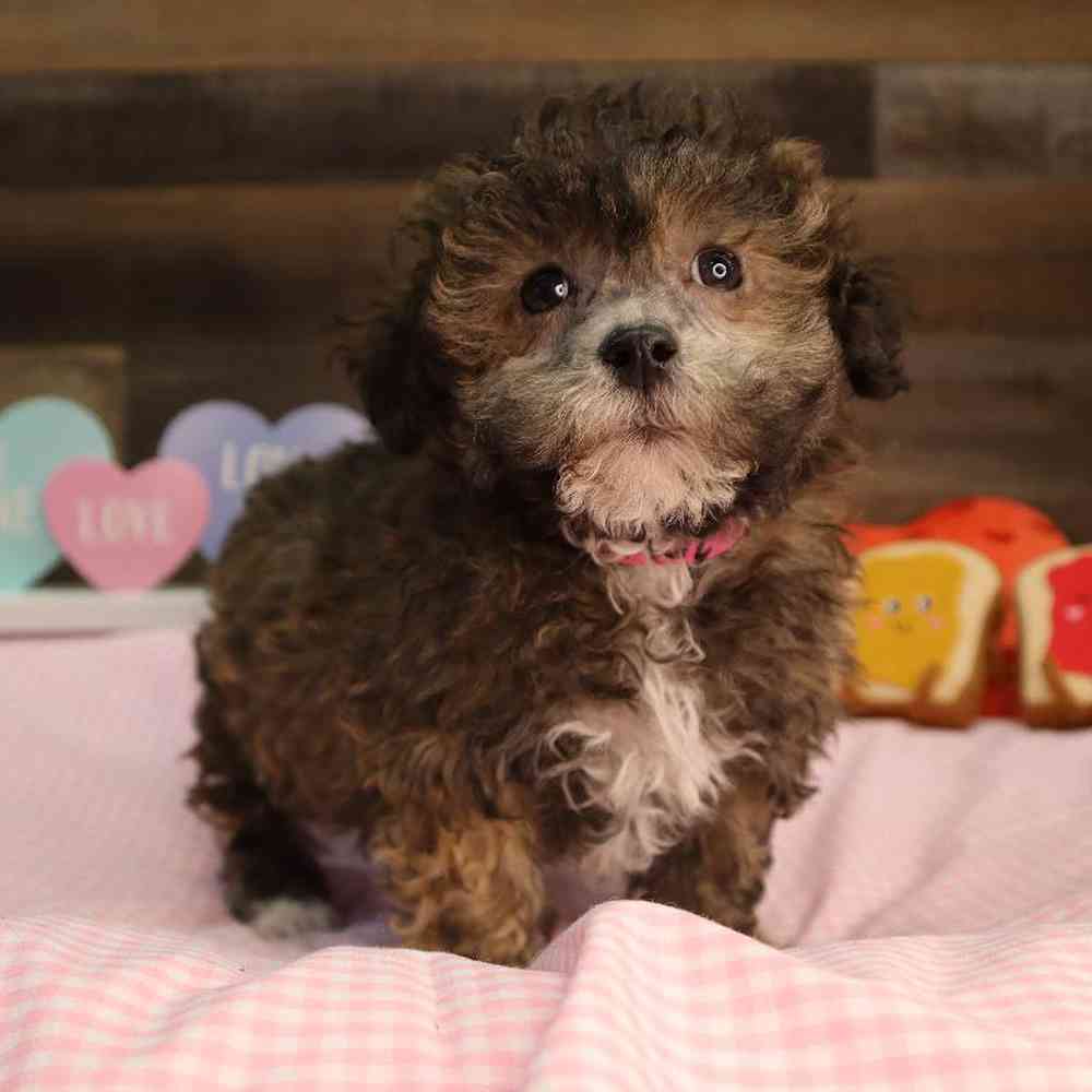 carousel pet images