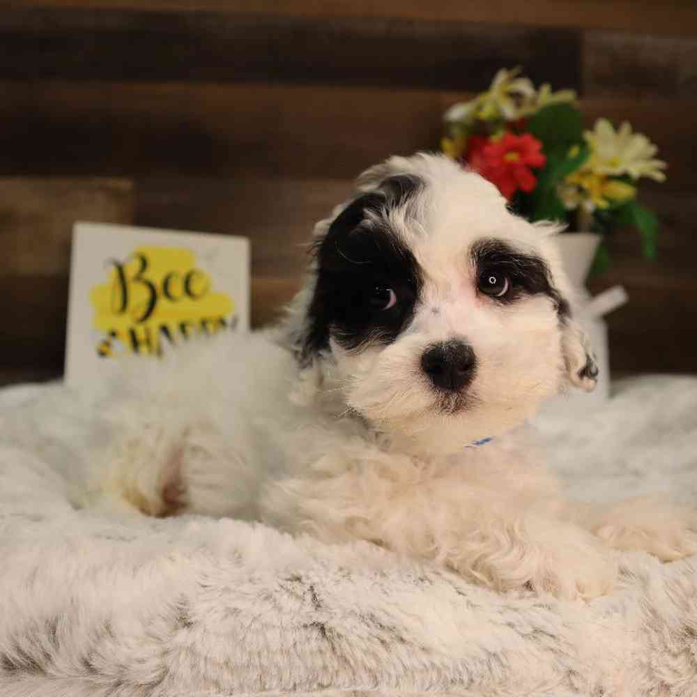 carousel pet images